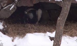 Тигр Амур обогрел своим телом козла Тимура во время сильнейшего снегопада