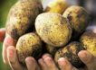 Второй хлеб: Россия отказывается от импортного картофеля