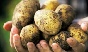 Россиян завалили ненужным отечественным картофелем