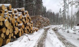 Лесозаготовщик из-за кредитных долгов убил жену, двух детей и себя в Красноярском крае