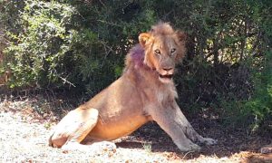 В ЮАР раненый лев вышел к людям с «просьбой о помощи»