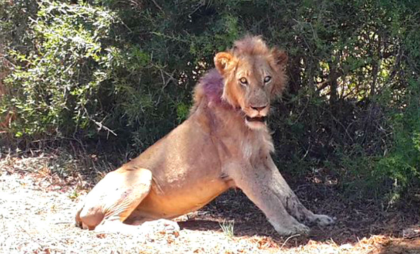В ЮАР раненый лев вышел к людям с «просьбой о помощи» 