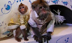 Свадьба обезьян состоялась в зоопарке Барнаула