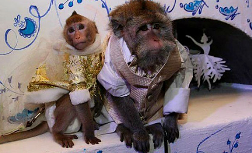 Свадьба обезьян состоялась в зоопарке Барнаула 