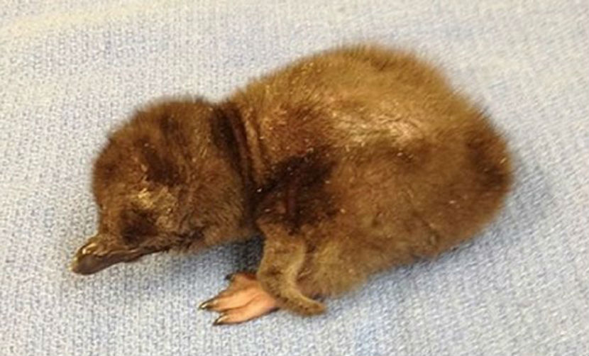 Новорожденного пингвина в зоопарке США назвали Дэвидом Боуи 