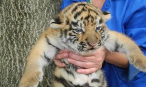 Жители Приморья нашли третьего за зиму тигренка-сироту