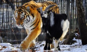 Тигра Амура и козла Тимура поселят с невестами в Приморском зоопарке