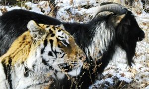 Рекордный наплыв посетителей к козлу Тимуру и тигру Амуру изменил расписание работы сафари-парка