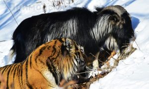 Дружба Тимура и Амура закончилась: израненный козел не вернется в вольер хищника