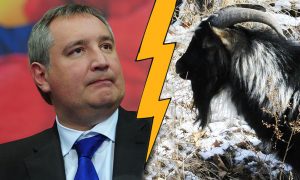 Разгневанный Рогозин назвал козла Тимура «перебинтованным ходячим антрекотом»