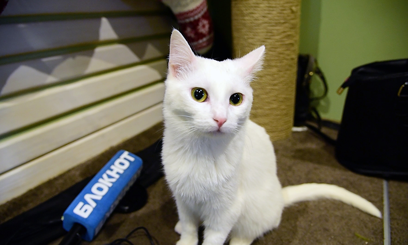 22 красавицы-кошки с интересными судьбами поселились в московском кафе 