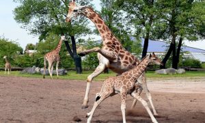 В зоопарке Чикаго сошли с ума жирафы