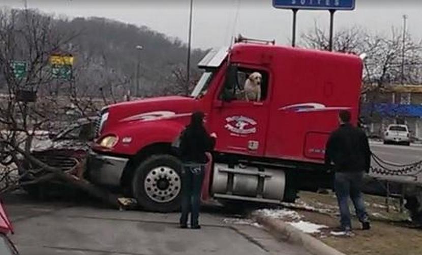 В США пес за рулем грузовика попал в крупное ДТП 