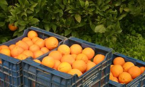 Россия заменила фрукты и овощи из Турции на сирийские