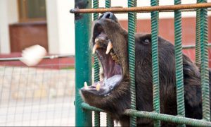 Медведь напал на девушку с куском мяса в пригороде Благовещенска