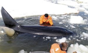 Сотрудники МЧС спасли из ледяного плена на Сахалине трех взрослых косаток и детеныша
