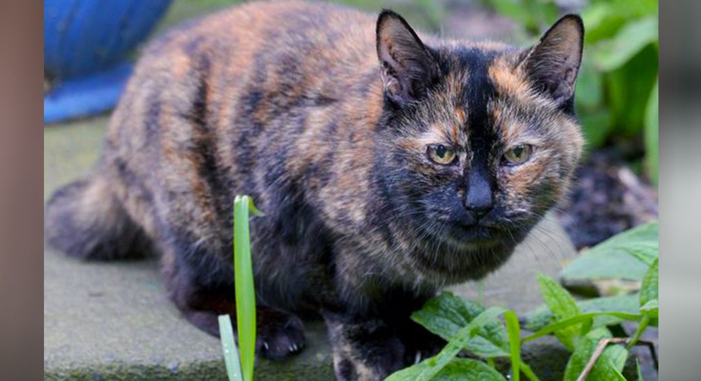 Самую старую кошку британских приютов бросали 30 тысяч раз 
