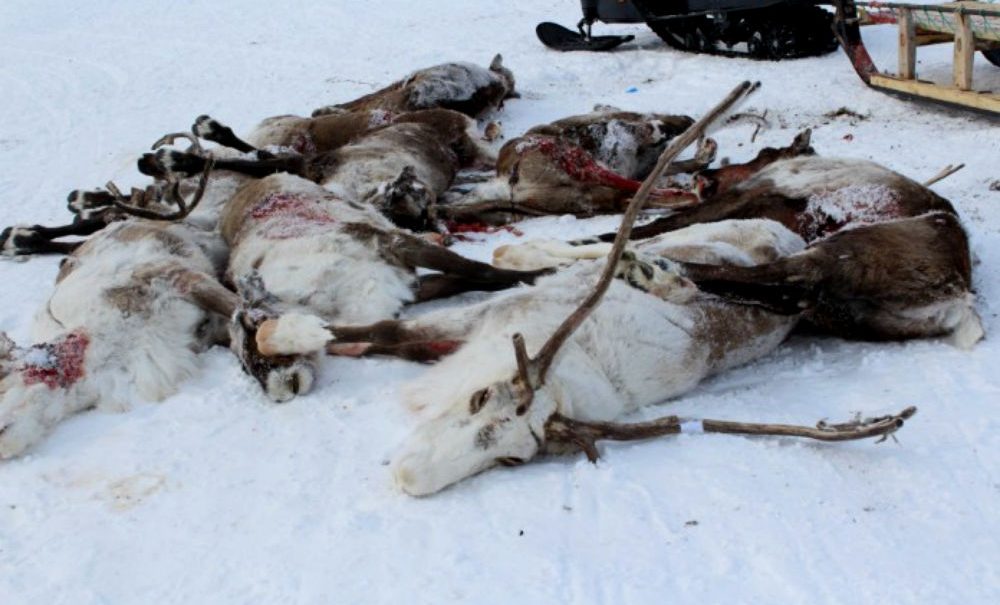 На севере Якутии жестоко расправились со стадом племенных оленей 