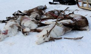 На севере Якутии жестоко расправились со стадом племенных оленей