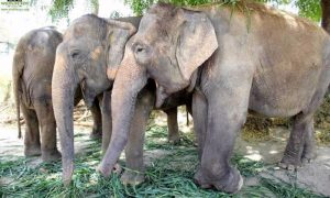 Зоозащитники спасли трех слоних, которые провели 50 лет в рабстве у бродячих циркачей