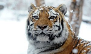 Спасенной от голодной смерти тигрице дали имя