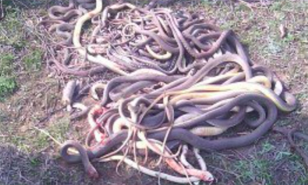 Пенсионерка расправилась с 75 змеями в своем огороде в Дагестане 