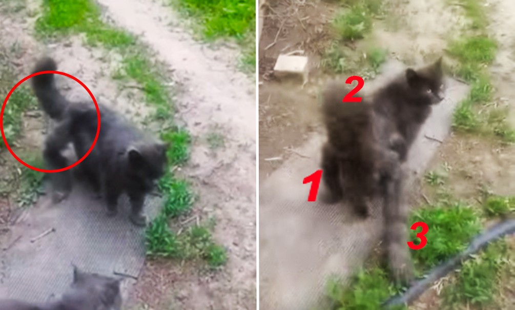 Кота-мутанта с тремя хвостами сняли на видео жители Астраханской области 