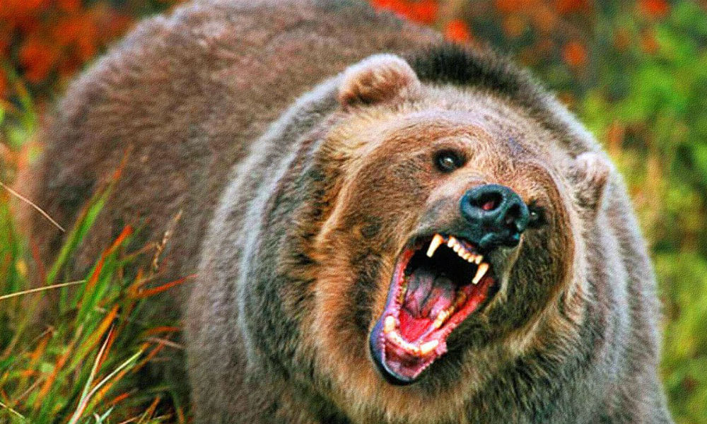 Медведь растерзал водителя грузовика в Красноярском крае 