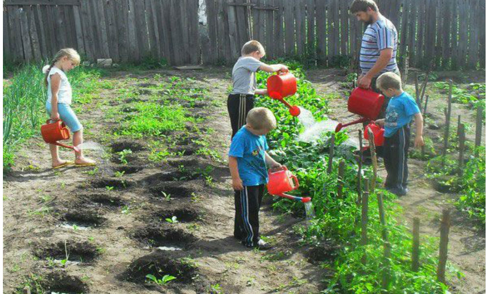 Дети посадили огород. Дети в саду на даче. Огород в садике. Огород летом. Грядка для детей.