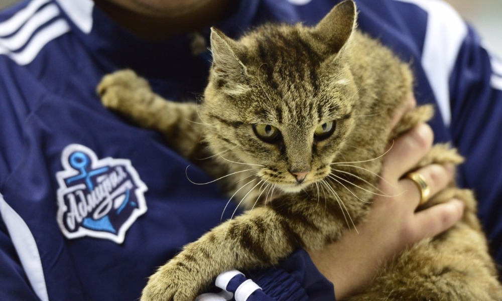 Знаменитая на всю страну кошка Матроска умерла во Владивостоке 