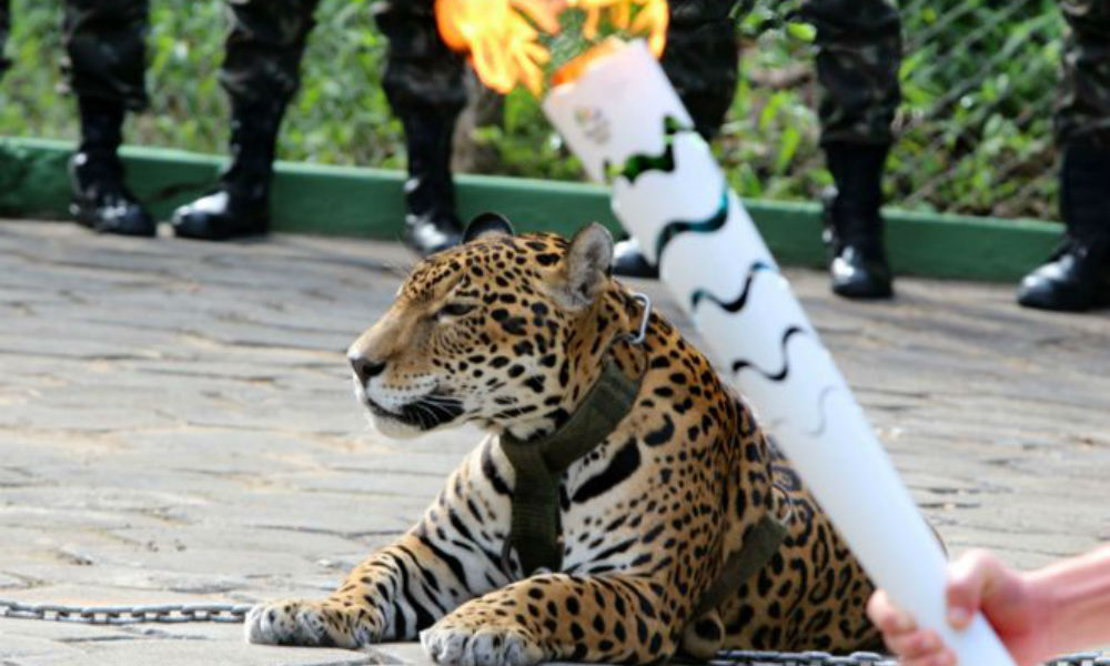 Ягуара застрелили из-за нападения на ветеринара после эстафеты передачи олимпийского огня в Бразилии 