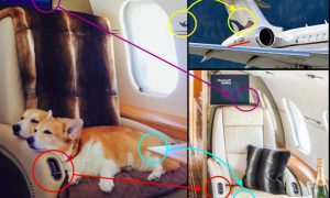 Навальный обвинил Шувалова в трате 40 миллионов на перевозку собак частным самолетом