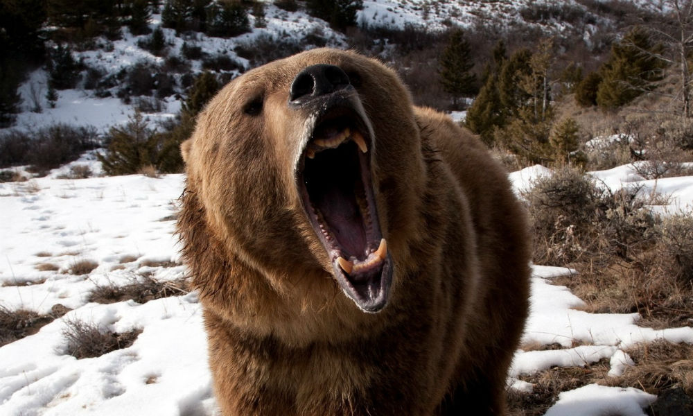 Медведя-людоеда застрелили на Камчатке после смертельного нападения в районе Лысой сопки 