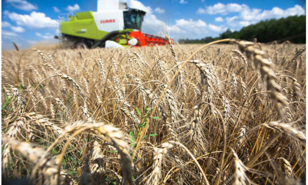 Российский зерновой союз призвал правительство отменить экспортные пошлины на фоне роста продаж пшеницы за рубеж 