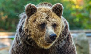 Разъяренный медведь напал на любителя ягод в лесу под Кировом