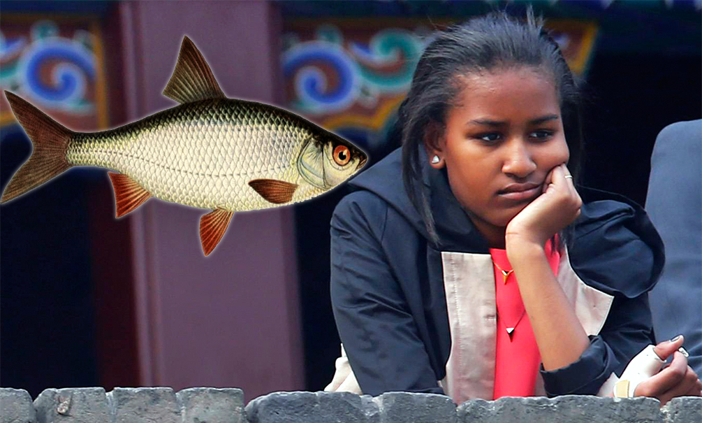 Младшая дочь Барака Обамы устроилась кассиром в рыбный фастфуд 