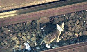 Добрый машинист остановил поезд московского метро из-за котенка на путях