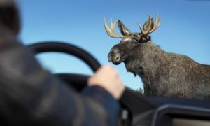 Молодого водителя убило столкновение с лосем на трассе в Ленинградской области