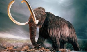 Ученые дали новое объяснение вымиранию мамонтов на Земле
