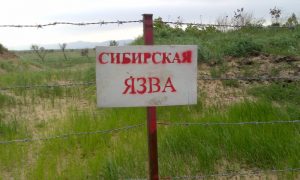 Сибирскую язву выявили у пятерых взрослых кочевников и трех детей в Ямало-Ненецком округе