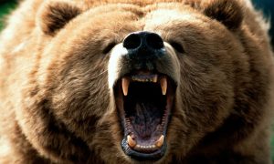 Геолог алмазодобывающей компании «Алроса» бесследно исчез в Якутии после нападения медведя