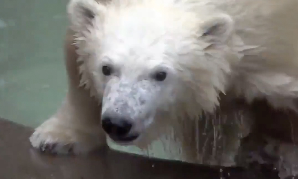 Видео с играющим в бассейне со льдом брошенным мамой медвежонком умилило пользователей YouTube 