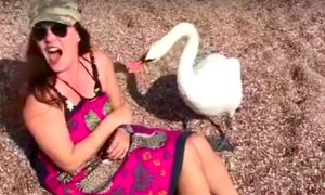 Екатерину Андрееву на пляже в Черногории заклевал лебедь и попал на видео
