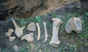 Останки древнего существа обнаружили работники водоканала из Омска
