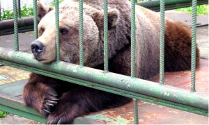 Медведь откусил руку пьяной жительнице Кузбасса, которая попыталась его покормить