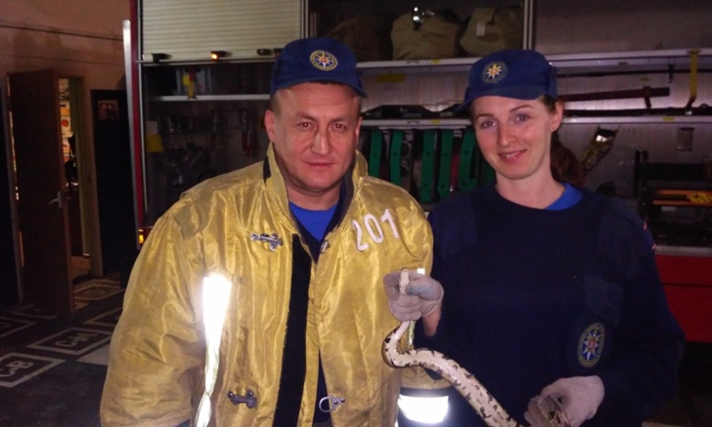 Внушавшую людям страх змею спасатели нейтрализовали с помощью швабры в подмосковной Балашихе 