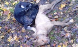 Пользователей Сети до слез растрогали попытки пса оживить свою мертвую подругу в Торжке