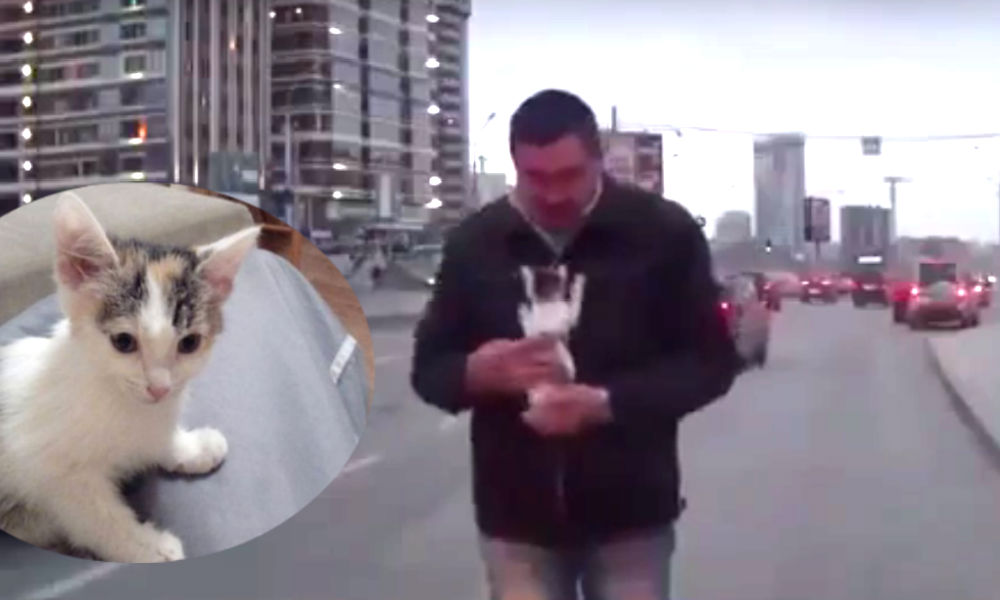 Чудесное спасение бездомного котенка из-под колес автомобиля сняли на видео в Новосибирске 