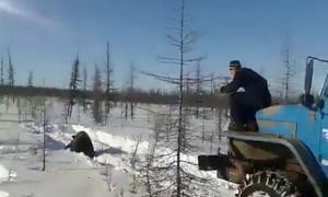 В Якутии вахтовики задавили медведя 