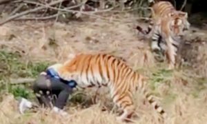 Расправа тигра над посетителем зоопарка в Китае попала на видео